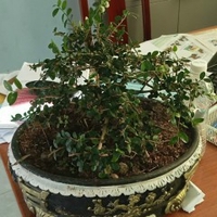 pêru kensol mung