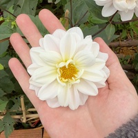 Đức Hoàng