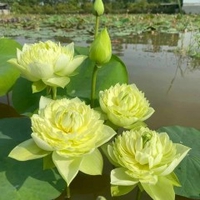 Ngọc Hằng