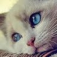 Minh Uyên Hồ Thị