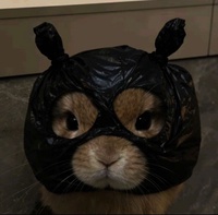 Sồi