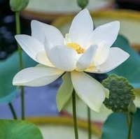 Henry Pham