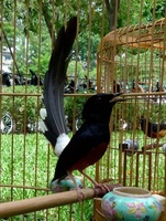 Tuấn