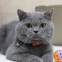 Katthat