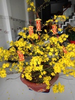 câm đô Minh thiệu 