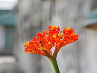 thiện huyn