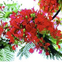 Nguyễn Trọng Hùng