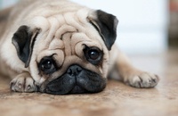 Family Pug