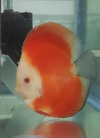 Cá cảnh nhật tân