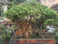 Nam Toàn Bonsai