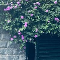 Võ Ngọc Trâm Lê