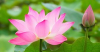 Tu Thich