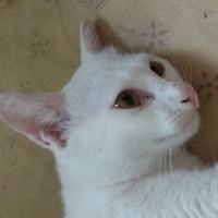 phạm dương