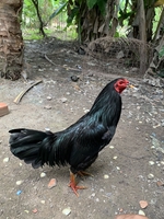 gà đá bến tre