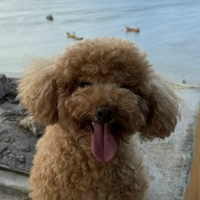Sachi