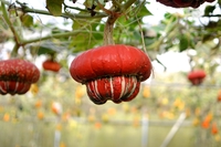 Huỳnh Vũ