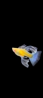 hanafish