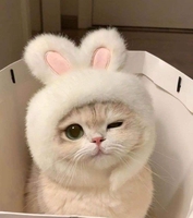Hạ Mii