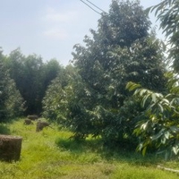 Trân Lê