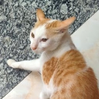 Dương Nguyễn