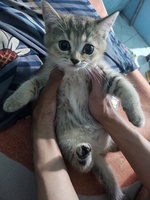 neko