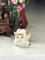 Hân Trương