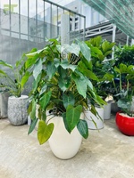 TNT