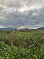Hoàng hà