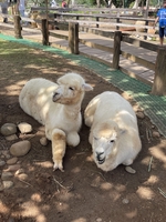 Trần Thị Yến Nhi