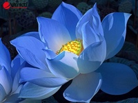 tâm an