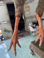 Bảo bảo