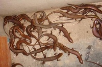 mua Bán Rắn Mối Tại Đà Nẵng