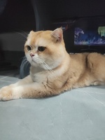 Nguyễn Việt Hoàng