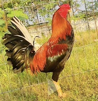 Phạm Anh Tài
