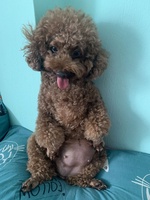 Chú Heo