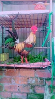 Trầnthanhtrung Trung