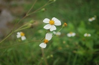 hoàn