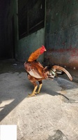 Cuban Tân Vĩnh Lộc