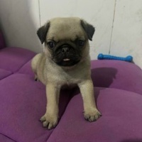 Nguyễn Thị Mai Phương