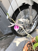 Giang