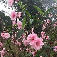 Hương Kiều Vũ