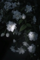 Thảo 