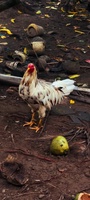 Khánh Đăng
