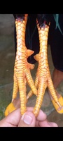 Nguyên