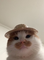 Thỏ