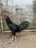 Uy tín kh tật lỗi