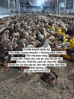 Trại Gà Giống Bình Dương 