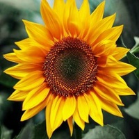 Hoa Hướng Dương