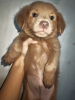 Loan Trần