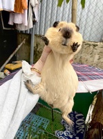 Bọ Ú Chuột Cảnh 